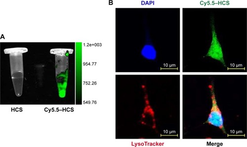 Figure 5 Localization of HCSs in cells. (A) Cy5.5-labeled HCSs were prepared and the fluorescent signals were measured using an in vivo imaging system. (B) Eca109 cells treated with Cy5.5–HCSs (green) and marked with LysoTracker (red). Scale bar =10 μm.Abbreviation: HCS, hollow carbon sphere.