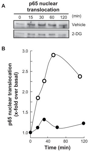 Figure 4 2-DG inhibits PMA-induced nuclear translocation of the p65 subunit of NF-κB. A) HBMEC were serum-starved for 30 min in the presence of either vehicle or 100 mM 2-DG. Cells were then incubated for the indicated time with 1 μM PMA. Nuclear extracts were isolated, electrophoresed via SDS-PAGE and immunodetection of the p65 subunit of NF-κB protein was performed as described in the Methods section. B) Quantification was performed by scanning densitometry of the autoradiograms. Data were expressed as x-fold induction over basal untreated cells of the vehicle pretreated cells (open circles) and 2-DG pre-treated cells (closed circles).Abbreviations: HBMEC, mitovasuila endothelial cells; PAGE, pohyacrylanide electrophoresis. PMA, phorbol 12-myristate 13-acetate; 2-DG-glucose.