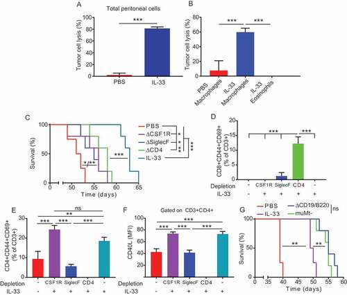 Figure 6. Maintenance of the Th2 response is necessary for the IL-33 mediated delay tumor progression in ovarian cancer.