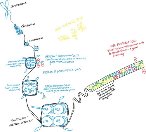 Figure 3. Chromatin structure.