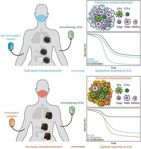 Figure 1. Synergistic effect of immunogenic chemotherapies and immune checkpoint inhibitors. Cisplatin (CDDP) is a non-immunogenic cell death (ICD)-inducing chemotherapeutic that fails to prime adaptive immunity in tumors, forming a “cold” immune microenvironment that consists more immune suppressive cells like tumor-associated macrophages (TAMs), myeloid-derived suppressor cells (MDCSs), and regulatory T cells (Tregs), but less antigen presenting cells such as dendritic cells (DCs) or effector cells such as cytotoxic T lymphocytes (CTLs). Thus, CDDP cannot synergize with PD-1 targeting immune checkpoint inhibitors (ICIs). Oxaliplatin (OXA) induces ICD and establishes a primed “hot” tumor immune microenvironment that favors the infiltration and accumulation of DCs and CTLs over immunosuppressive cells, thus sensitizing to the immunotherapeutic effects of PD-1 targeting antibodies.