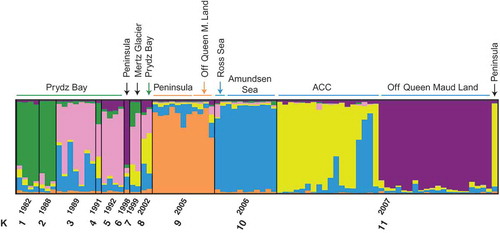 Fig. 4. Assignment of individuals (coloured bars) to populations using full data set (with the exception of those where no sampling date was given, i.e. 85 isolates) and the program STRUCTURE without prior on population origin/time. Run parameters: 10 independent runs, burn-in 50 000 generations, MCMC 100 000 generations. Following the correction method of Evanno et al. (Citation2005), the highest likelihood for a given K was for K = 4. Colours refer to the proportions of cluster for each genotype found.