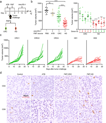 Figure 1. The gut microbiota from healthy donors, but not from CRC patients, improved therapeutic efficacy of anti‑PD‑1. (a) Experimental design: fecal microbiota transplantation (FMT) was performed after 3 days of ATB administration in mice. Five days later, MC38 cells were inoculated subcutaneously and anti-PD-1 was intraperitoneally administered every 3 days starting on day 7, in total three times. (b) The tumor volume of pooled groups of mice (left) and individual groups of mice (right) receiving gut microbiota from the CRC patients (CRC1-5) or healthy individuals (HD1-5) (n = 8–10). **P < .01, ***P < .001, ****P < .001 versus control (pooled data). (c) Individual tumor growth curves of the mice receiving gut microbiota from CRC patients (CRC1, CRC2, and CRC4) or healthy individuals (HD1, HD2) during treatment with anti-PD-1. (d) Representative images of IHC staining of CD4, and CD8 for tumors from each group.