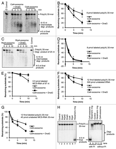 Figure 2. DnaG influences the degradation properties of the Csl4-exosome but not of the Rrp4-exosome, and confers poly(A) specificity to the Csl4-exosome. (A) A phosphorimage of a 16% polyacrylamide gel with degradation assays containing 8 pmol radioactively labeled poly(A) 30-mer and 0.3 pmol of the Csl4-exosome or the Csl4-exosome supplemented with DnaG. The time of incubation at 60°C is also indicated (in min). The poly(A) substrate and the degradation products (degr. products) are marked on the right side. The size of the degradation products was previously estimated.Citation26 Control, negative control without protein. (B) Graphical representation of the results shown in (A) and from two additional independent experiments. (C) A phosphorimage of a 16% polyacrylamide gel with degradation assays containing 8 pmol radioactively labeled poly(A) 30-mer and 0.3 pmol of the Rrp4-exosome or the Rrp4-exosome supplemented with DnaG. For further descriptions, see (A). (D) Graphical representation of the results shown in (C) and from an additional independent experiment. (E‒G) Graphs showing the relative amount of the remaining substrate (in %) against the time (in min) in degradation assays (data from three independent experiments). In each reaction, 0.3 pmol protein complex was used. The protein complexes, labeled RNAs and non-labeled competitors, and their amounts per reaction mixture are indicated. (H) A phosphorimage of a 16% polyacrylamide gel with degradation assays containing the proteins indicated above the panel. 0.3 pmol of either Rrp41, Rrp42, Rrp4, Csl4, DnaG, the hexameric ring or the DnaG-Csl4-exosome were incubated for 10 min at 60°C with 8 fmol (lanes 1‒7) or 1 pmol (lanes 8‒12) radioactively labeled poly(A) 30-mer. Control, negative control without protein. Only His-tagged proteins were used for the experiments in this figure.