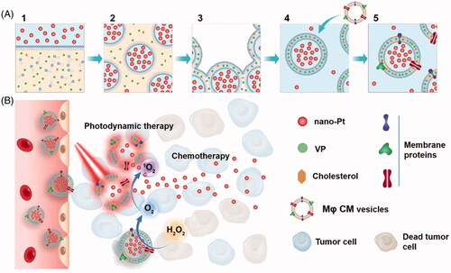Figure 8. Schematic illustration of the fabrication (A) of nano-Pt/VP@MLipo and (B) chemophototherapy performance in tumors. Copyright 2018, Royal Society of Chemistry (Ouyang et al., Citation2018).