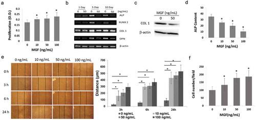 Figure 3. Physiological effects of different concentrations of MGF peptide on osteoblasts. (a) Proliferation of osteoblasts in response to different concentrations of MGF peptide at 48 h. (b) Expression of osteogenic-specific genes in osteoblasts in response to different concentrations of MGF peptide on day 5 and day 10. (c) Protein level of COL1 in osteoblasts in response to MGF peptide (50 ng/mL) on day 5. (d) ALP content of osteoblasts in response to different concentrations of MGF peptide on day 5. (e) Migration of osteoblasts in response to different concentrations of MGF peptide at 3h–24h by wound healing assay. (f) Migration of osteoblasts in response to different concentrations of MGF peptide at 5h by transwell assay. The data are the mean ± SD, n = 3, *p < 0.05. Bars, 100 μm.