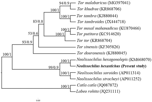Figure 1. Consensus phylogenetic tree reconstructed using mitochondrial protein coding genes of mahseers (values at nodes represent bootstrap and posterior probabilities). Catla catla and Labeo rohita were taken as out groups.