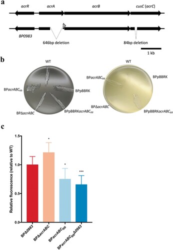 Figure 1. B. pertussis acr is mutated and has lower activity than B. bronchiseptica acr. (a) Diagram showing the arrangement of the B. pertussis and B. bronchiseptica acrABC loci. BP0983/BB2526 encodes a LysR-type transcriptional regulator. B. pertussis acrA and acrC (cusC) have 646 and 84 bp (in-frame) deletions respectively, compared to B. bronchiseptica. (b) B. pertussis strains were plated on charcoal agar (left) and LB agar (right). All strains grew on charcoal agar. WT, WT containing pBBRK (BPpBBRK) and BPΔacrABC were unable to grow on LB agar whereas the presence of acrABCBB conferred growth on LB. (c) An ethidium bromide accumulation assay was used to measure AcrABC activity. acrABCBB conferred greater efflux activity compared to that attributable to the B. pertussis locus. Deletion of acrABC from B. pertussis resulted in decreased activity suggesting B. pertussis AcrABC has residual function. The data is based on six independent experiments. Error bars represent standard deviation and significance was determined by a one-sample t-test comparing each strain to WT. *: p < 0.05; **: p < 0.01.