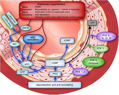 Figure 2 The NO–sGC–cGMP pathway.Notes: Reprinted with permission from Stasch JP, Pacher P, Evgenov OV. Soluble guanylate cyclase as an emerging therapeutic target in cardiopulmonary disease. Circulation. 2011;123(20):2263–2273.Citation11 http://circ.ahajournals.org/. Promotional and commercial use of the material in print, digital or mobile device format is prohibited without the permission from the publisher Wolters Kluwer. Please contact healthpermissions@wolterskluwer.com for further information.Citation11