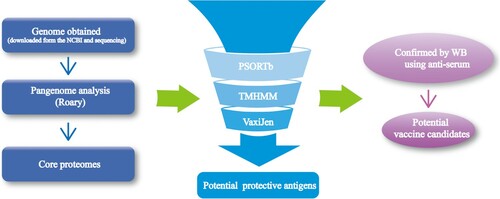 Figure 1. The workflow of Pan-RV analysis in this study to select conserved potential vaccine candidates for APEC.