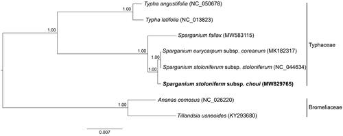 Figure 1. Phylogenetic relationships of eight Typhaceae and Bromeliaceae species based on Bayesian inference of chloroplast genomes. The position of Sparganium stoloniferum subsp. choui is highlighted in bold and numbers above each node are Bayesian posterior probabilities.