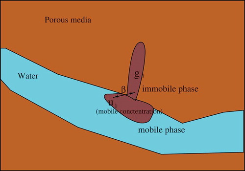 Figure 2. Porous media model with mobile and immobile phases.