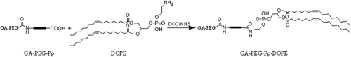 Figure 4. Equation of GA-PEG-Pp-DOPE Reaction.