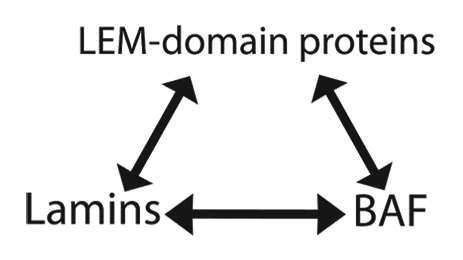 Figure 1. Nuclear “lamina” structure has three fundamental components: lamins, LEM-domain proteins and BAF (barrier-to-autointegration factor). These components bind each other with nanomolar affinity in vitro (see text). In C. elegans, loss of any one component (lamin or BAF, or two LEM-domain proteins [Emr-1 and Lem-2]) disrupts co-assembly of the other two and hence blocks nuclear reassembly after mitosis.