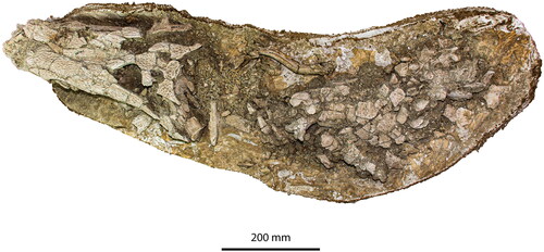 Figure 7. Australosuchus clarkae, QMF16788, holotype in dorsal view.