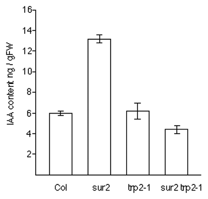 Figure 2 IAA contents of Col, sur2, trp2-1 and sur2 trp2-1 double mutant. Seedlings were grown on an agar medium for 5 days after germination. Mean value and standard deviation was calculated by three independent experiments.