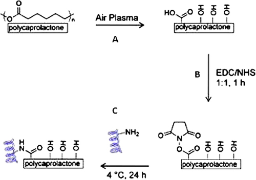 Figure 1. Schematic diagram of covalent coupling reaction for the attachment of protein to PCL fibers. (A) Air plasma treatment of PCL fibers resulting in oxidized forms of carbon at the fiber surface. (B) Attachment of NHS via EDC coupling reaction (5 mg/ml, 1/1). (C) Attachment of protein through reaction with amine groups.
