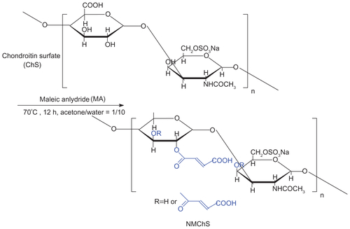 Scheme S1 Synthesis pathway of macromer NMChS.Abbreviation: NMChS, O-maleyl chondroitin sulfate.