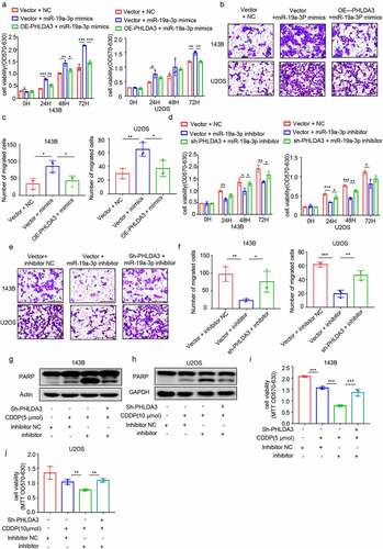 Figure 8. MiR-19a-3p exerted its role on cell proliferation, metastasis, and chemo-sensitivity via dampening PHLDA3 expression. (a-c) The 143B/U2OS cells were inserted with miR-19a-3p mimic or NC via transfection for 24 h. (a) Cell viability based on MTT. (b-c) The migration of osteosarcoma cells examined using Transwell assays. (d-f) The 143B/U2OS cells were inserted with miR-19a-3p inhibitor or inhibitor NC via transfection for 24 h. (d) Cell viability based on MTT. (e-f) The migration of 143B/U2OS cells as explored via Transwell assay. (g-j) Transfected 143B/U2OS cells were untreated or inoculated with cisplatin (CDDP) for 24 h. Cell apoptosis was analyzed using Western blotting analysis of PARP (g-h) and MTT (i-j). The data in (A), (c), (D), (f), (i), and (j) were given as means ± SD, *p < .05, **p < .01, ***p < .001 vs. control.