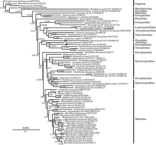 Figure 1. Phylogenetic tree of the relationships among 69 species of Mantodea inferred from BI analysis (A) and ML analysis (B) with two cockroaches (Eupolyphaga sinensis, Cryptocercus kyebangensis), and two termite (Termes hospes, Macrotermes barneyi) species chosen as outgroups. The GenBank accession numbers of all species are shown in the figure.
