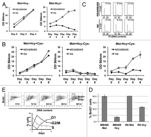 Figure 2. Methionine stress causes cell cycle arrest of MDAMB468 but not resistant cells. (A) MDAMB468 and the R8 clone of methionine stress-resistant cells were assessed for their proliferative potential in both Met+Hcy- and Met-Hcy+ growth media using the SRB assay. (B) MDAMB468 and R8 cells were assessed for their ability to proliferate either without cysteine (Met+Hcy+Cys-), without homocysteine and cysteine (Met+Hcy-Cys-) or without methionine and cysteine (Met-Hcy+Cys-). Proliferation was measured using the SRB assay. (C) MDAMB468 and R8 cells were grown in Met-Hcy+ media, labeled with propidium iodide and DNA content was analyzed by flow cytometry at the times indicated. (D) MDAMB468 and R8 cells were grown in Met-Hcy+ media for 3 d and labeled with BrdU for 24 h. (E) MDAMB468 cells were grown in Met+Hcy- media and pulsed with BrdU for 1 h then immediately shifted to Met-Hcy+ conditions. DNA content and cell cycle distribution of BrdU-labeled cells was measured by flow cytometry.