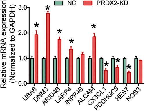 Figure S1 Expression of selected genes.Notes: After PRDX2 was silenced, the mRNA expression of selected genes was examined using RT-PCR. *P<0.05. All experiments were performed in triplicate.Abbreviation: NC, negative control.