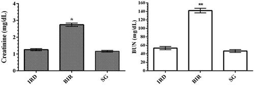 Figure 3. Creatinine and BUN levels in the blood serum of study groups. *p < 0.001 according to SG and IRD groups (n = 6). **p < 0.0001 according to IR group (n = 6).