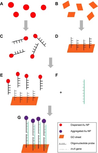 Figure 1 Graphical representation of the biosensor in the detection of Salmonella enterica.Notes: (A) Production of Au NP using the Turkevich method. (B) Synthesis of GO nanosheets through the improved phosphoric acid technique. (C) Primary DNA probe conjugation to Au NP through thiol linkages. (D) Secondary DNA probe conjugation to GO through amide bonding. (E) Both detection platforms are mixed together to form the total biosensor solution. (F) The complementary invA gene target is introduced into the biosensor solution after amplification through polymerase chain reaction. (G) The introduction of the complementary DNA target causes the aggregation of the Au NP-DNA onto the surface of the GO-DNA sheet through hybridization in which the DNA target acts as a cross-linker for both detection platforms.Abbreviations: Au NP, gold nanoparticle; GO, graphene oxide.