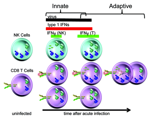 Figure 2. Differential cellular use of type 1 IFNs for STAT4 activation and IFNγ production at particular times during LCMV infection. The LCMV infection in mice provides a powerful system to study the regulation of type 1 IFN effects. The cytokines are produced locally within a few hours and can be found systemically for several days following infection. Prior to infection, NK cell populations are high whereas the CD8 T cells are low for STAT4. As a result, NK cells initially respond to type 1 IFN with STAT4 activation and IFNγ production. The pathway is tightly regulated, however, because elevated STAT1 levels are concurrently induced to block type 1 IFN access to STAT4. In contrast, the antigen-specific CD8 T cells are being stimulated through their TCR to have elevated STAT4 expression whereas the non-specific CD8 T cells are induced to express elevated STAT1. These conditions promote preferential expansion of the antigen-specific CD8 T cells and their production of IFNγ in the context of the endogenous type 1 IFNs. Thus, there are flexible pathways in different cell types to regulate the consequences of type 1 IFN exposure during viral infection. (See text for related references.)