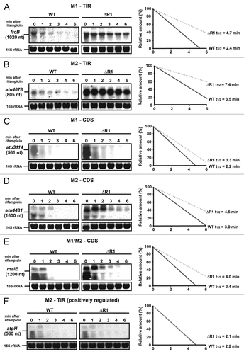 Figure 10. AbcR1 M1 and M2 target mRNAs in the TIR and the CDS for degradation. Northern blot analyses of frcB (A), atu4678 (B), atu3114 (C), atu4431 (D), malE (E), and atpH (F) transcripts from cultures treated with rifampicin. Cultures of the A. tumefaciens wild-type (WT) or the ΔAbcR1 deletion mutant (ΔR1) were grown to exponential or stationary (in case of frcB) growth phase in YEB medium and treated with rifampicin (250 mg ml-1). Total RNA fractions were collected at the indicated time points. Eight μg of total RNA were separated on 1.2% denaturing agarose gels. Ethidiumbromide-stained 16S rRNAs were used as loading control. Quantification of transcript stabilities and their calculated half-lives are given to the right.