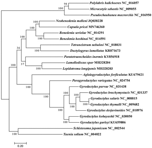 Figure 1. Molecular phylogeny of Capsala pricei and other 20 monogenean species and 2 outgroup species based on the complete mitogenome.