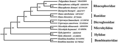 Figure 1. The Maximum Likelihood consensus tree topology of 14 anura taxas based on the nucleotide dataset of 12 protein-coding genes and two ribosomal RNA genes. Bombina bombina and B. maxima were used as outgroups. Bootstrap values are shown near the nodes.