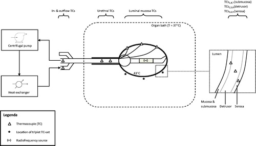 Figure 1. Experimental set-up. The heat-exchanger was used for C-HT, the radiofrequency source for RF-HT. Temperatures were measured at several locations. C-HT: conductive hyperthermia; RF-HT: radiofrequency induced hyperthermia; TC: thermocouple.