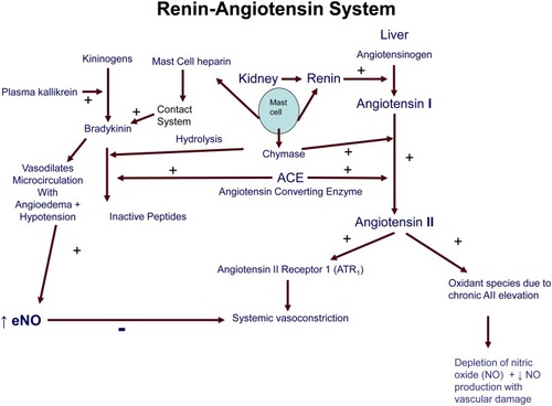 Figure 3 Diagram of the renin-angiotensin-aldosterone system.