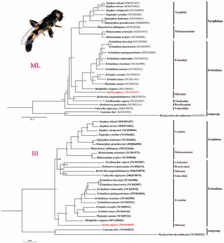 Figure 1. Maximum-likelihood (ML) and Bayesian inference (BI) phylogenetic trees based on the concatenated sequences of 13PCGs and 2rRNAs genes from mitochondrial genome of 24 Syrphidae species and two outgroups. The numbers of branches indicate bootstrap value. The adult imaging of S. pipiens is showed at upper-left corner.