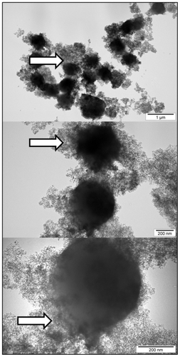 Figure 3 Interaction between Staphylococcus aureus and diamond nanoparticles. Arrows indicate nanoparticles nonspecifically attached to the microorganisms.