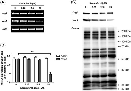 Figure 5. Effects of kaempferol on CagA and VacA in H. pylori.(a) H. pylori was incubated with increasing concentrations of kaempferol (6.25, 12.5, and 25 μM). After 24 hours, total RNA was extracted and mRNA levels of CagA and VacA were determined by RT-PCR. galE was used as an internal control. (b) Representative histogram of the PCR bands were analyzed by ImageLab software. The experiments were conducted in triplicate and the results were evaluated by Student’s t-test (**P < 0.01). (c) H. pylori was treated as in (a). After 24 hours, the cell lysates were analyzed by Western blotting to determine protein levels of CagA (120 kDa) and VacA (58 kDa) in H. pylori. Polyclonal anti-H. pylori antibody was used as an internal control. The experiments were conducted in triplicate.