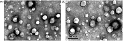 Figure 2. Transmission electron microscopy (TEM) images of Pen-NPs (A) and Sec-Pen-NPs (B). The scale bar represents 200 nm.