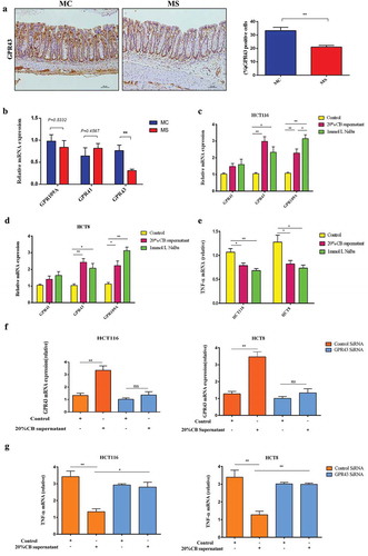 Figure 8. Clostridium butyricum decreased inflammatory cytokines production through activating GPR43. Immunohistochemical staining of GPR43 in the colonic tissues of 3-week-old offspring (a). The relative expression of GPR41, GPR43, and GPR109A in colonic tissues of 3-week-old offspring was presented by real-time PCR (b). The relative mRNA expression of GPR41, GPR43, and GPR109A when stimulating with Clostridium butyricum and sodium butyrate in HCT116 cells were presented (c). The relative mRNA expression of GPR41, GPR43, and GPR109A when stimulating with Clostridium butyricum and sodium butyrate in HCT8 cells were presented (d). The relative mRNA expression of TNF-α when stimulating with Clostridium butyricum and sodium butyrate in HCT116 and HCT8 cells was shown (e). The expression of GPR43 in Control SiRNA and GPR43 siRNA groups of HCT116 and HCT8 cells (f). Expression of TNF-α in GPR43-knockdown HCT116 and HCT8 cells relative to the control (D). MC, maternal control diet. MS, maternal sucralose intake. CB, Clostridium butyricum. NaBu, sodium butyrate. MC: n = 7, MS: n = 5. Scale bar: 50 µm. *P < .05, **P < .01, ***P < .001.