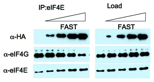 Figure 5.FAST displaces eIF4G from eIF4E. U2OS cells were transfected with pMT2-HA vector (lane 1) or with an increasing amount of pMT2-HA-FAST encoding wild type FAST protein. Transfected cells were lysed in the presence of RNase A, and subjected to immunoprecipitation using eIF4E antibodies (IP:eIF4E). Co-immunoprecipitation efficiency was quantified by immunoblotting using anti-HA, anti-eIF4G and anti-eIF4E antibodies. Load: loading control (1/20th of total protein lysate).