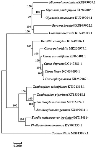 Figure 1. Maximum-likelihood tree based on the complete chloroplast genome sequences of 16 species from the family Rutaceae with Toona ciliata from Meliaceae as an outgroup. The bootstrap values were based on 1000 replicates.