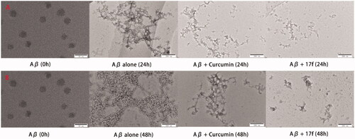 Figure 5. TEM images analysis of self-medicated Aβ1–42 aggregation by curcumin and compound 17f. (A) Inhibition experiments. (B) Disaggregation experiments.