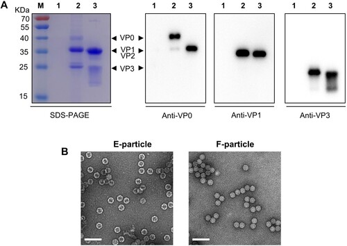Figure 2. Characterization of purified CVB4 E-particle and F-particle. (A) SDS-PAGE and western blot analysis of purified antigens. Lane M, protein marker; lane 1, the control antigen prepared from uninfected cells; lane 2, the CVB4 E-particle preparation; lane 3, the CVB4 F-particle preparation. The detecting antibodies used in western blotting were indicated. (B) Negative stain electron microscopy of the CVB4 E-particle and F-particle preparations. Scale bar =100 nm.