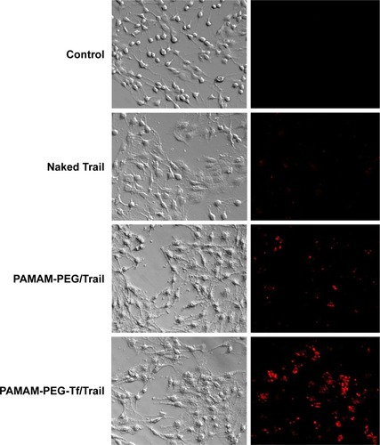 Figure 2 Cellular uptake of NPs in C6 cells.