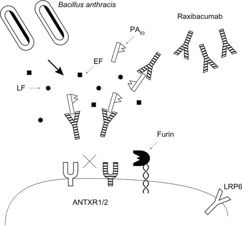 Figure 2 Raxibacumab inhibits binding of PA to the ANTXR1/2 transmembrane receptors in the host cell.Abbreviations: LF, lethal factor; EF, edema factor; PA, protective antigen; ANTXR1/2, low (ANTXR1, previously tumor endothelial marker) or high (ANTXR2, previously capillary morphogenesis protein) type 1 transmembrane receptors; LRP6, low-density lipoprotein receptor-related protein 6.