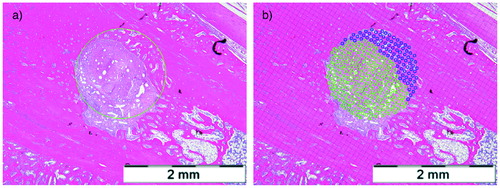 Figure 1. Medium power magnification (x10) light microscopy of a H&E stained histological section in a specimen from the 3 weeks ZA group from the middle of the bone tunnel showing (a) the superimposed circle of 1.6 mm and (b) the grid used to calculate the ratio of bone and tendon inside the tunnel. Scale bars =2 mm.