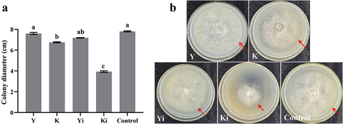 Figure 2. Effects of root exudates from Yunyan87 and K326 on the mycelial growth of P. nicotianae. (a) The colony diameter of P. nicotianae treated with root exudates of Yunyan87 and K326 for 4 days. (b) Mycelial growth of P. nicotianae after 4 days treatment with root exudates of Yunyan87 and K326. Yi and Y represent root extract from pathogen inoculation and non-inoculation of Yunyan87, respectively; Ki and K represent root extract from pathogen inoculation and non-inoculation of K326, respectively; different lowercase letters marked on the column indicate significant differences between groups at p < 0.05; the error bars represent the standard deviation of three repetitions.