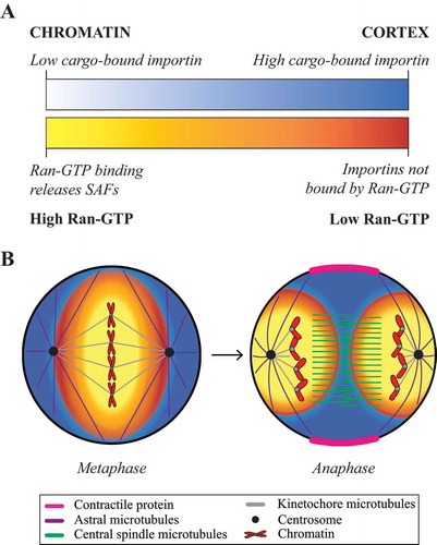 Figure 1. The Ran gradient regulates different stages of mitosis. (a) Following nuclear envelope breakdown, active Ran (Ran-GTP) levels remain as a gradient that decreases from chromatin towards the cortex (orange gradient – dark orange is low) [Citation13,Citation16]. RCC1, the RanGEF that generates active Ran, remains associated with chromatin, while RanGAP generates inactive Ran (Ran-GDP) and is cytosolic [Citation12]. There is an inverse gradient of importins bound to NLS-containing proteins, which is highest near the cortex (blue gradient – dark blue is high) [Citation4]. (b) Cartoon schematics show a cell in metaphase (left) and anaphase (right) with the relative locations of active Ran (orange gradient) and importin-bound proteins (blue gradient) [Citation13,Citation16]. The legend indicates the components of the cell with chromatin (red), centrosome (black), central spindle microtubules (green), astral microtubules (purple), kinetochore microtubules (grey) and contractile proteins (pink). During metaphase, the spindle is controlled by the high levels of Ran-GTP around chromatin, while in anaphase, importin-binding facilitates the cortical localization of proteins such as anillin to control polarity [Citation1,Citation12]