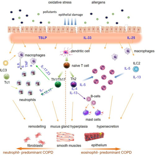 Figure 2. Pathogenetic mechanisms including the role of eosinophils in airways inflammation in COPD.TSLP: Thymic stromal lymphopoietin; IL: Interleukin; ILC2: Type 2 innate lymphoid cell; ILC3: Type 3 innate lymphoid cell; TNFa: Tumor Necrosis Factor a; Tc1: Cytotoxic T cell; Th: T helper cell.