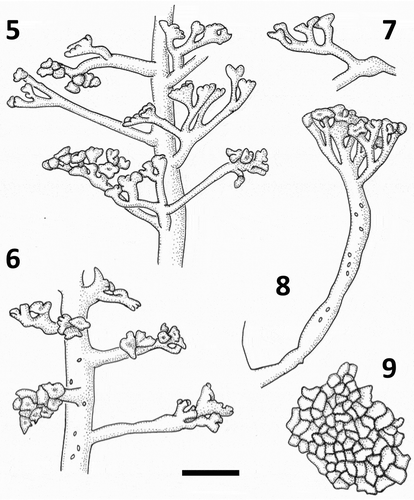 Figs 5–9. Line drawings of Udotea geppiorum medullary siphons. Fig. 5. Blade siphon with lateral branchlets. Fig. 6. Distal blade siphon with lateral branchlets and chloroplasts. Fig. 7. Lateral branchlets from apical region of the blade. Fig. 8. Stipe lateral branchlet with chloroplasts. Fig. 9. Surface view of decalcified blade showing siphon apices. Scale bar = 30 μm.